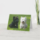 Zoek naar scottie hond kaarten Dieren