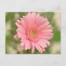 Recherche de gerberas cartes postales Marguerite