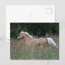 Zoek naar palomino briefkaarten Dier