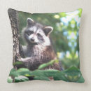 Recherche de ratons laveurs coussins Mignon