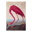 Recherche de flamant américain posters John