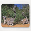 Recherche de lémur tapis souris Animal