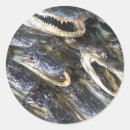 Recherche de alligators autocollants D'alligator