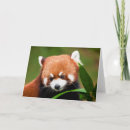Zoek naar rode panda kaarten China
