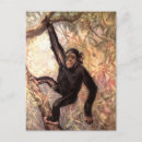 Recherche de animaux zoo cartes postales Animaux de la jungle