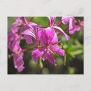 Recherche de lierre cartes postales Rose