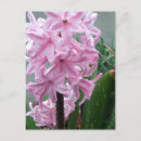 Zoek naar hyacint briefkaarten Hyacinit