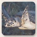 Recherche de tortue dessous de verres Récif