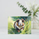 Zoek naar cavia briefkaarten Knaagdier