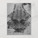 Recherche de faune américaine cartes postales Animaux