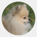 Recherche de loulou autocollants Pomeranian
