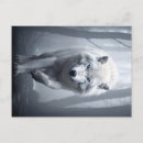 Zoek naar witte wolf briefkaarten Wolven