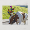 Zoek naar koe briefkaarten Floreel