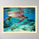 Recherche de de tortue de mer art Chelonia