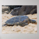 Zoek naar groene zeeschildpad posters Hawaii