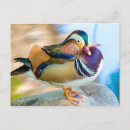 Recherche de drague cartes postales Sauvagine