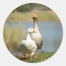 Zoek naar ganzen stickers Vogels