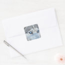 Recherche de yeux de chien autocollants Sibérien husky