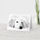 Zoek naar saluki kaarten Hond