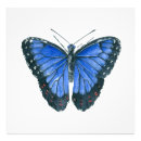Zoek naar tropische vlinder posters Blauwe morpho