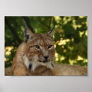 Recherche de chat effrayant posters Mignon