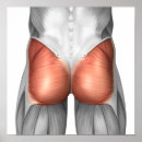 Recherche de anatomie musculaire posters Physiologie