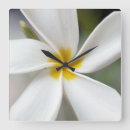 Zoek naar frangipani bloem kunst Botanisch