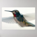 Recherche de rouge gorge posters Nature