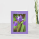Recherche de iris pourpre Été