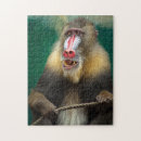 Recherche de monkey photographie Pour tous