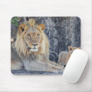 Recherche de lion sauvage tapis souris Safari