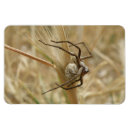 Recherche de araignées magnets Animaux