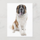 Recherche de chien de bernard vœux cartes Chiot