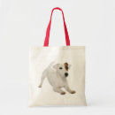 Recherche de chiot de terrier de russell Chien