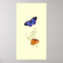 Recherche de papillon vintage posters Insecte
