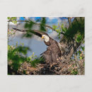 Recherche de nid cartes postales Animal