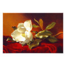 Recherche de velours rouge posters Martin johnson heade