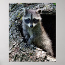 Recherche de ratons laveurs posters Nature