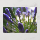 Recherche de agapanthus cartes postales Fleur