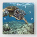 Recherche de tortue de mer horloges Bleu