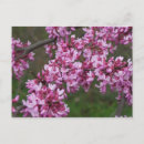 Recherche de fleurs de cerisier cartes postales Paysages