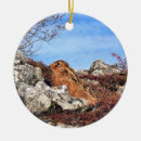 Zoek naar hazen ornamenten Dieren