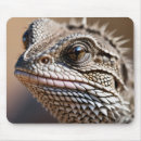 Recherche de épineux tapis souris Lézard