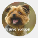 Recherche de yorkies autocollants Yorkshire