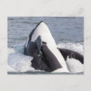 Zoek naar orka briefkaarten Oceaan