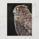 Recherche de grand hibou à cornes cartes postales Raptor