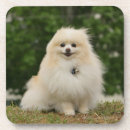 Recherche de spitz dessous de verres Pomeranian