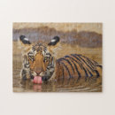 Recherche de tigre de bengale puzzles Asiatique