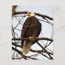 Recherche de les aigles cartes postales Animaux
