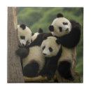 Recherche de perte carreaux Panda géant